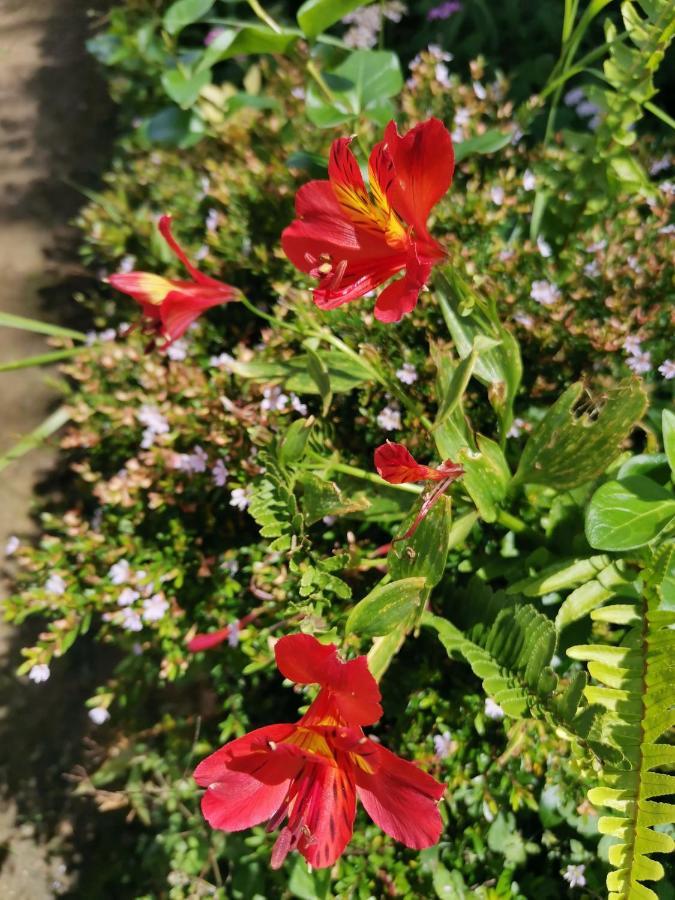 The Galways Edge Homestay نوفارا إيلِيا المظهر الخارجي الصورة