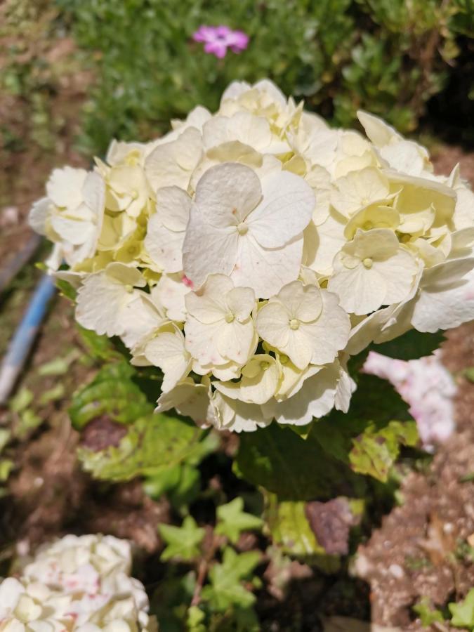 The Galways Edge Homestay نوفارا إيلِيا المظهر الخارجي الصورة